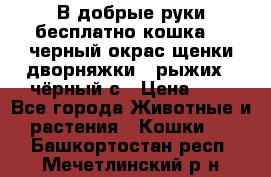 В добрые руки бесплатно,кошка,2.5черный окрас,щенки дворняжки,3 рыжих 1 чёрный,с › Цена ­ - - Все города Животные и растения » Кошки   . Башкортостан респ.,Мечетлинский р-н